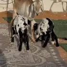 ساكنيه رباع متاومه برخال عمارها شهرين