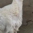 مشروع فحل اصفر