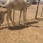 للبيع قعدان قصب مقفله شحم
