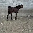 تيس فحل هجين