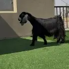 معزا عوارض مواليد ومتاويم صنف