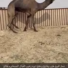 بعير مجهم طيب هايج وملقح