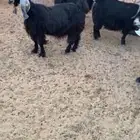 معزا عوارض طيبه