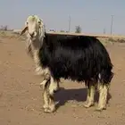 فحل نجدي