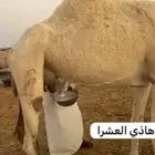 ناقه خلفه