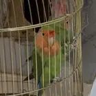 زوج روز كلاسيك منتج
