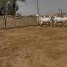 معزا مطورات خصم ودفيع شرط.