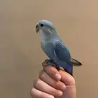 طير روز مفقود بحي الشفاء