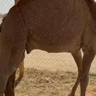 حشو قصب شرق الرياض