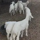 بهم حري. 3 شهور