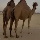ناقتين سواحل حمر كفو