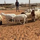 بهم حري طيب