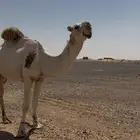 للبيع بعير طيب بلحيل