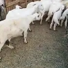 للبيع ضان وليد كفو