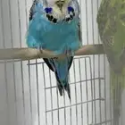 للبيع انثي انجليزي منتجه