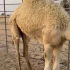 قعود سمين تحت امه شرطط