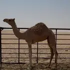 بكره الاب   النايد ابن طحنون فطيمه هجن مهجنه زمول ابل