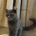 البيع قطط سكوتش