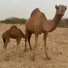 نياق سواحل خلفات
