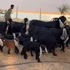 متاويم عوارض فاخره