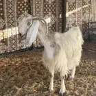 عنز قبرصيه متبع 2