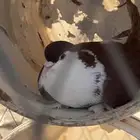 حمام شيرازي