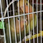 زوج روز للبيع