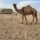 ابل للبيع