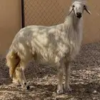 للبيع رخل