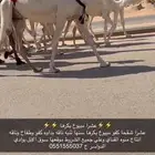 عشرا كفو بكره