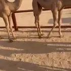 حشو فاخر مراح واحد