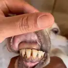 شاة معة رخل