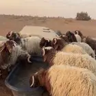 خرفان جذعان العمر 9شهور العدال فل الموقع طبرجل اللعد 25