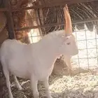 تيس جذع ان بغيته فحل او ذبيحه