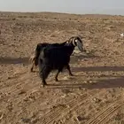 للبيع للبيع معزا مقنوي