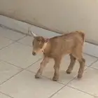 تيس قزم العمر اسبوع ونص