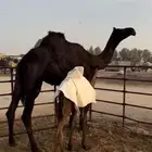 مجهم بكر طيبة