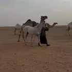 للبيع مهره صفراء نادره مع البل