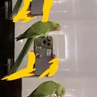 ببغاء مفقود