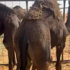 قعدان للبيع كفو
