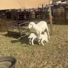 حريه متاومه