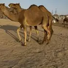 بكارسواحل جذعات ملاقي