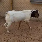 تيس هجين بورقوت