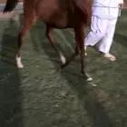 مهر شعبي