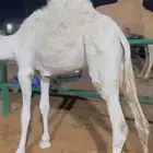 عفر 2 على حليب