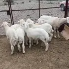 طليان ونعجه للبيع