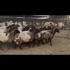 غنم نعيم دفيع ومطافيل