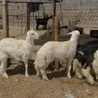 طليان و تيوس وسواكن ذبائح للبيع مع أمكانية الذبح والتوصيل