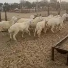 طليان مناسبات كفو