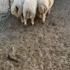 نعيم طليين ورخل ذبايح شحم فل ظهور وطرف وبريه وعلفها شرط